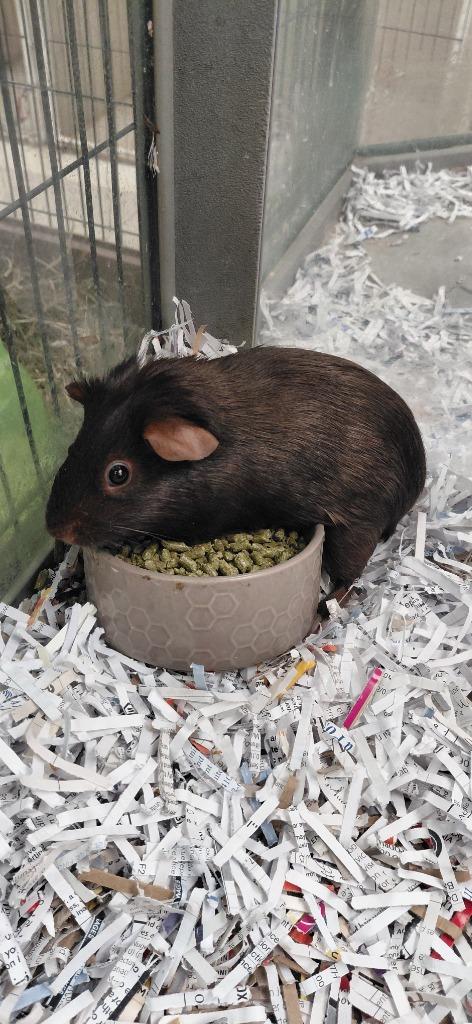 Shelly, Adoptable, Baby Female Guinea Pig.