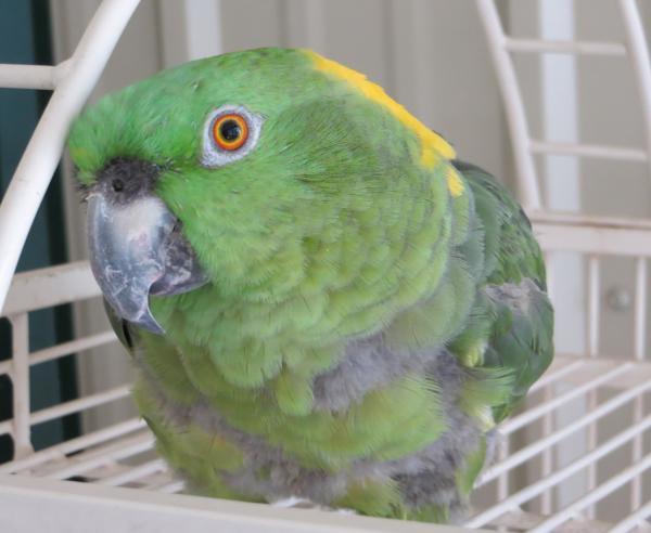 Enlarge Jade, a Adoptable Amazon in Elizabeth, CO image 2/5