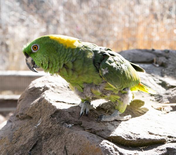 Enlarge Jade, a Adoptable Amazon in Elizabeth, CO image 3/5
