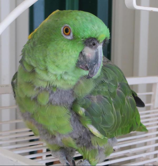 Enlarge Jade, a Adoptable Amazon in Elizabeth, CO image 4/5