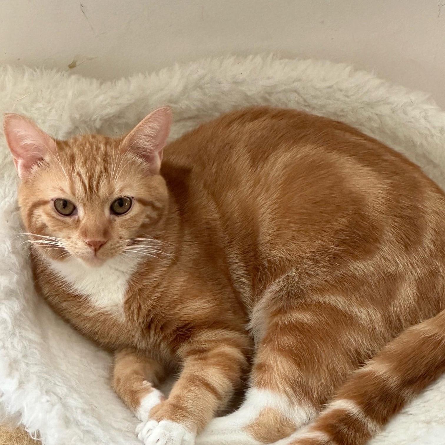 Taylor (Swiftie Litter), Baby Female unknown