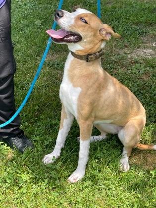 Ginger, Adoptable, Adult Female Collie & Brittany Spaniel.