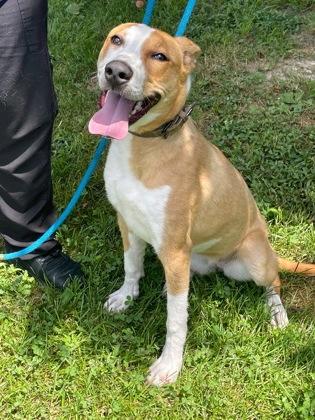 Enlarge Ginger, a Adoptable mixed breed in Morton Grove, IL image 2/3