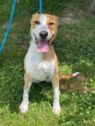 Enlarge Ginger, a Adoptable mixed breed in Morton Grove, IL image 3/3