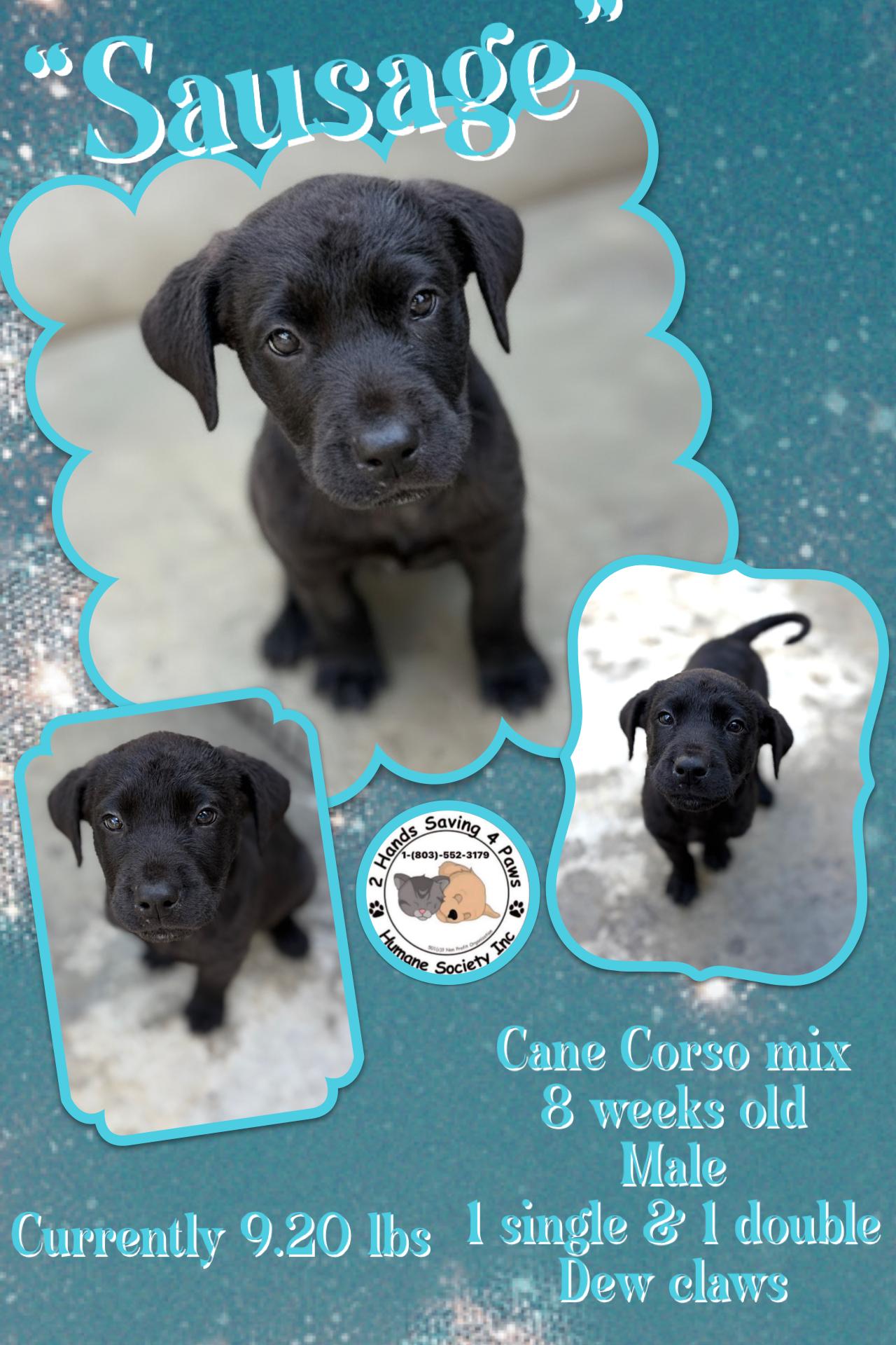 Sausage , a Adoptable mixed breed in Totowa, NJ image 1/3
