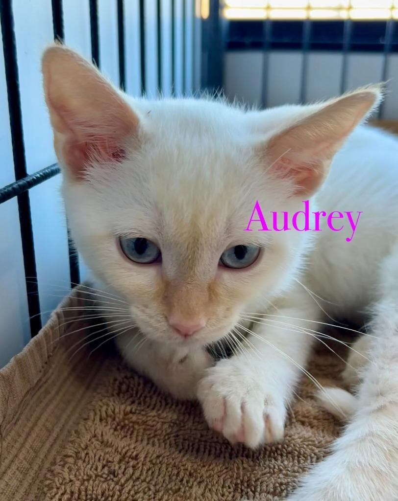 Audrey, Adoptable, Kitten Female Siamese.