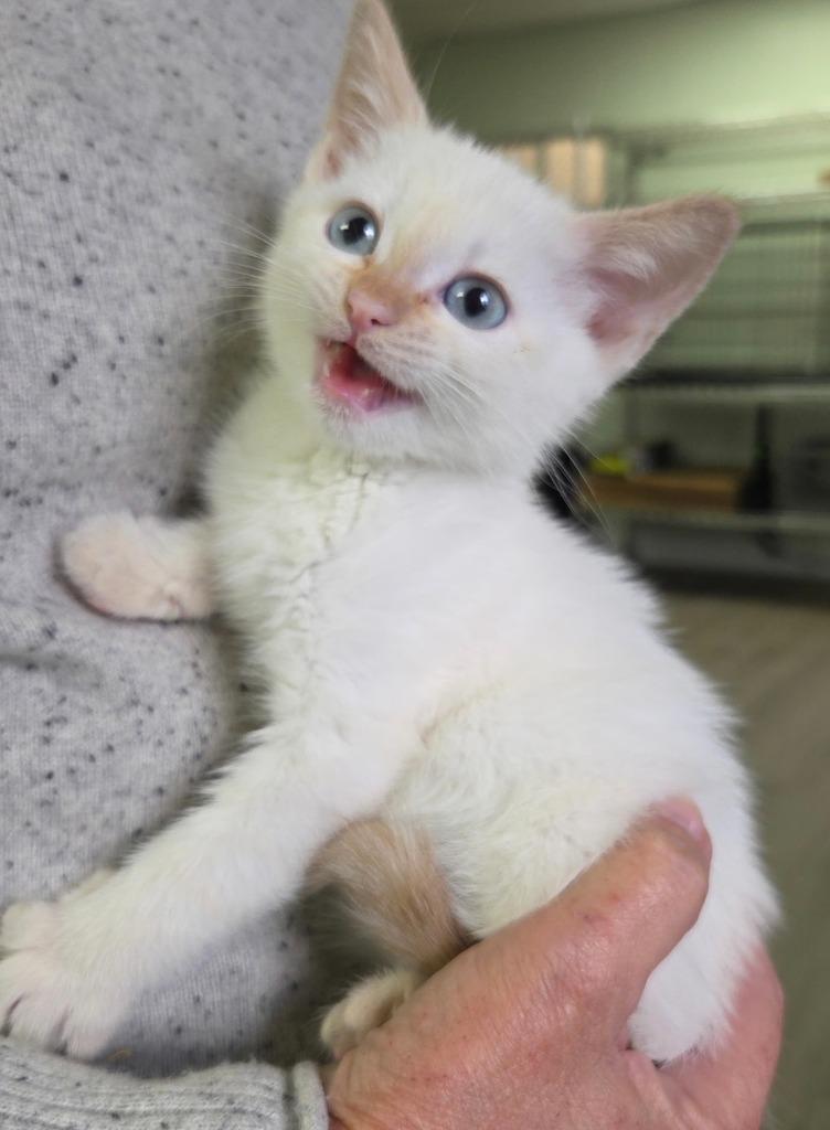 Audrey, a Adoptable Siamese in San Pedro, CA image 2/2