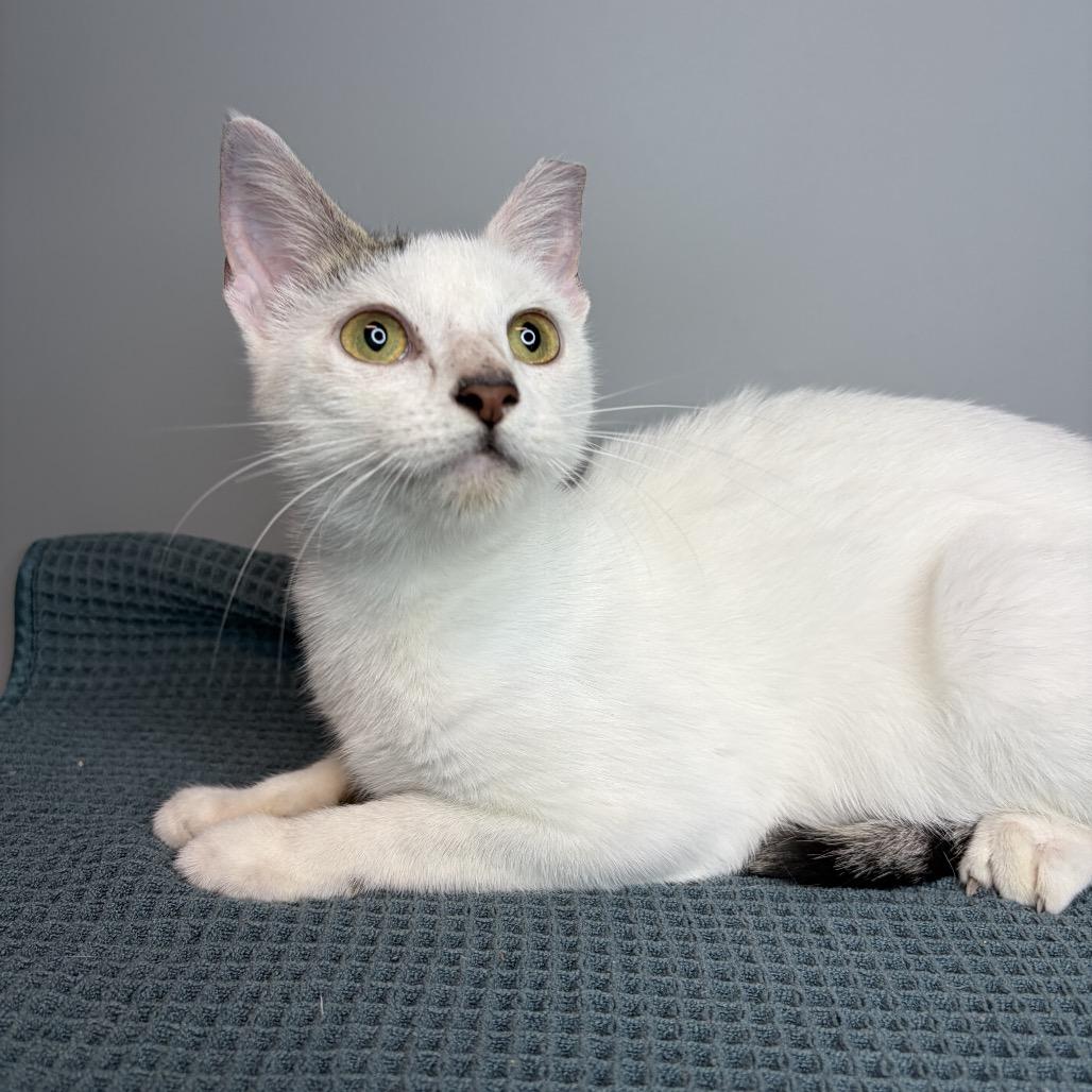 River, Adoptable, Young Female Domestic Short Hair.