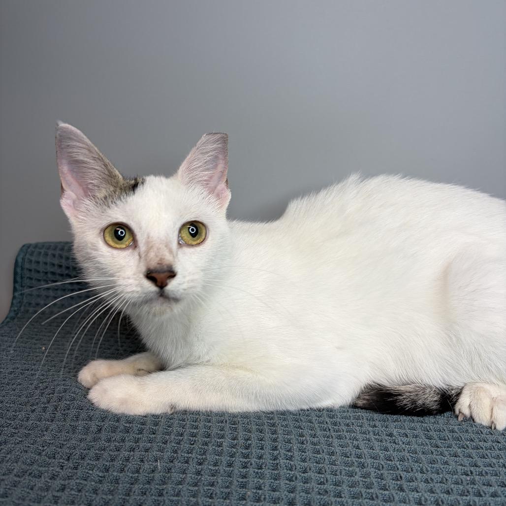 River, a Adoptable Domestic Short Hair in San Antonio, TX image 2/6