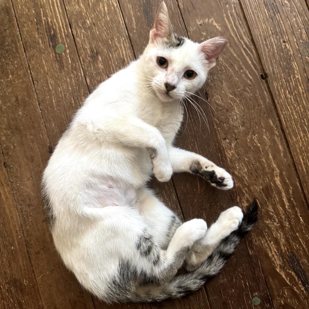 River, a Adoptable Domestic Short Hair in San Antonio, TX image 3/6