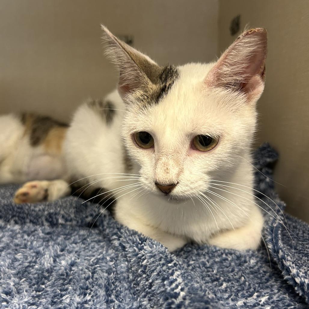River, a Adoptable Domestic Short Hair in San Antonio, TX image 5/6