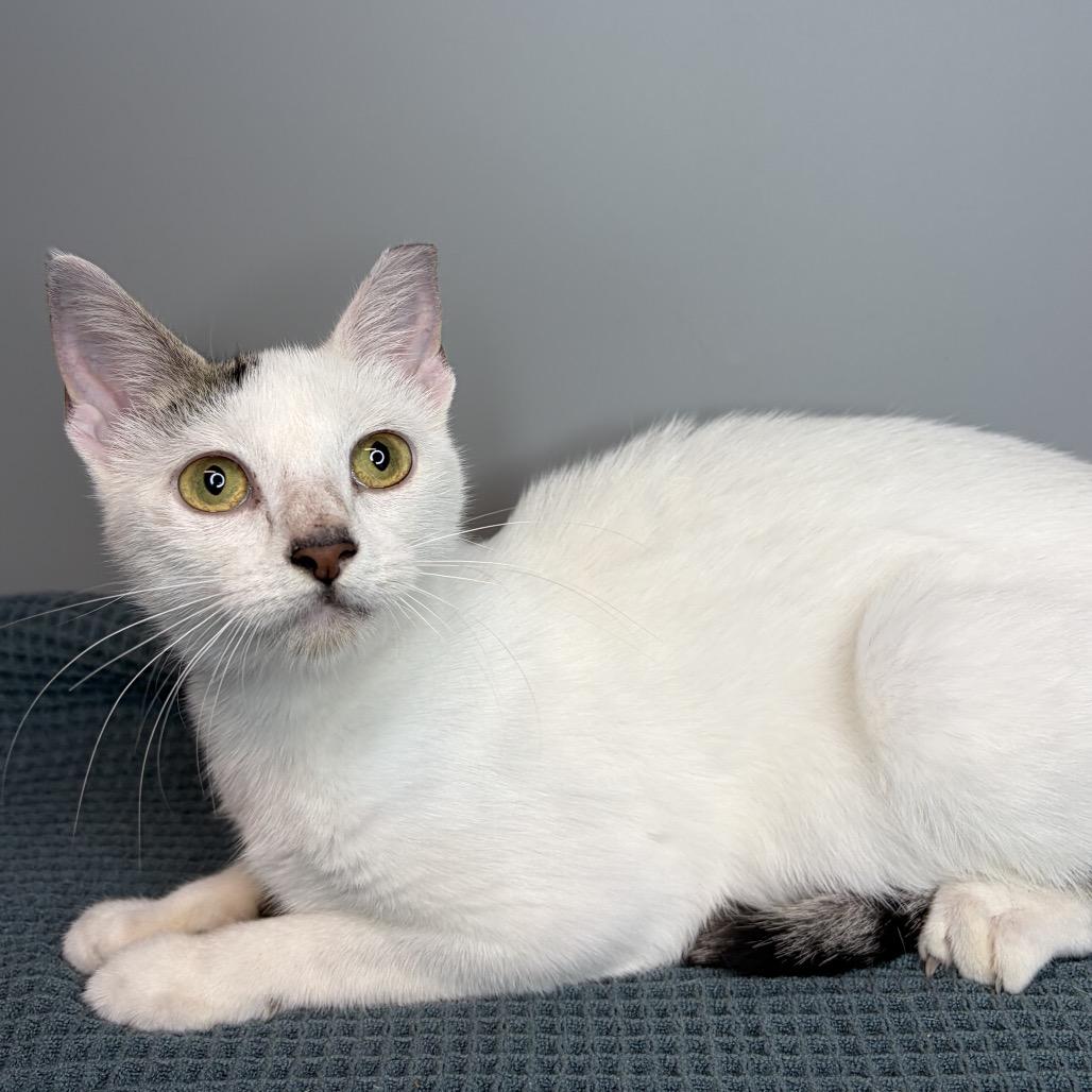 River, a Adoptable Domestic Short Hair in San Antonio, TX image 6/6