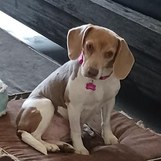 Bailey, Young Female unknown