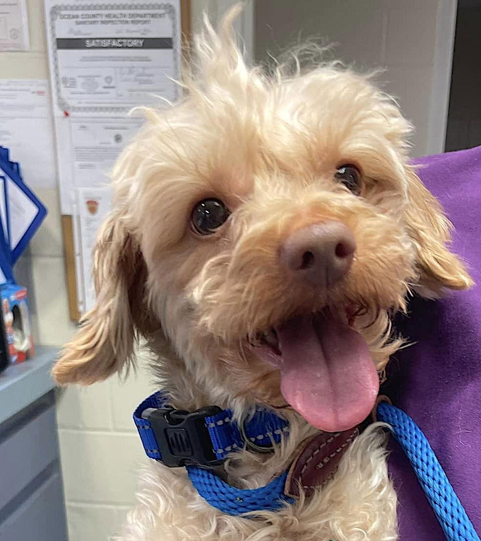 Rusty Poodle, Adopted, Senior Male Poodle.
