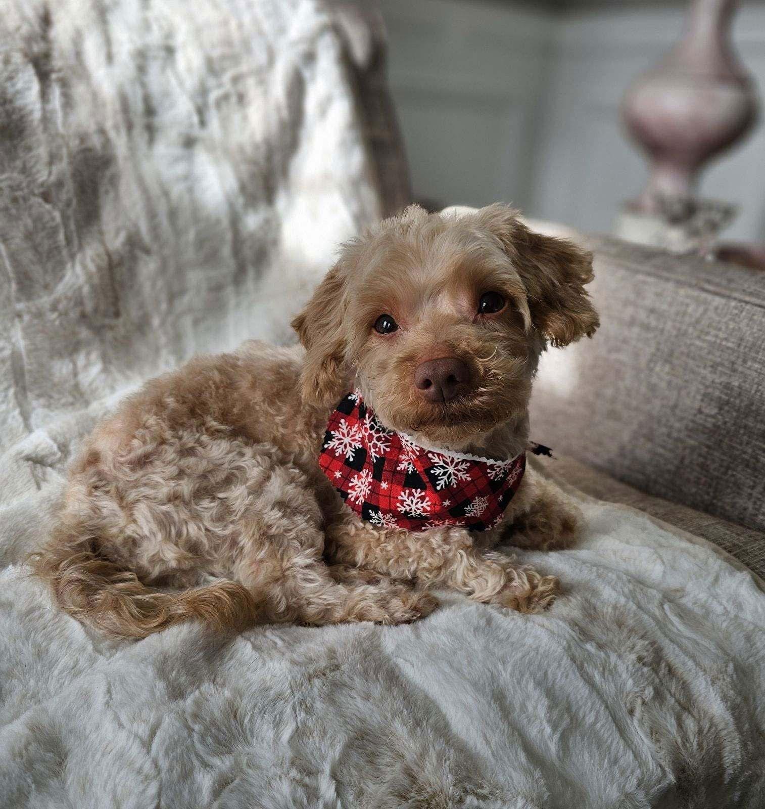 Rusty Poodle, a Adopted Poodle in Chester, NJ image 3/3
