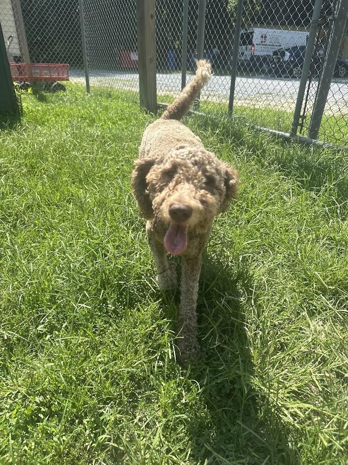 Mocha, ADOPTABLE, Young Female Labradoodle.