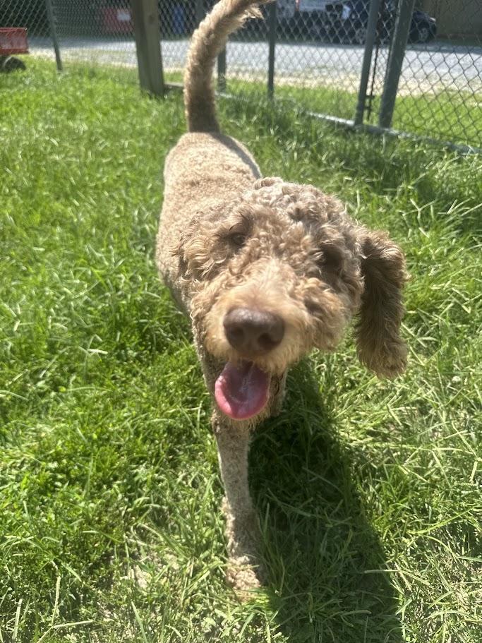 Mocha, a ADOPTABLE mixed breed in Ocean View, NJ image 2/3