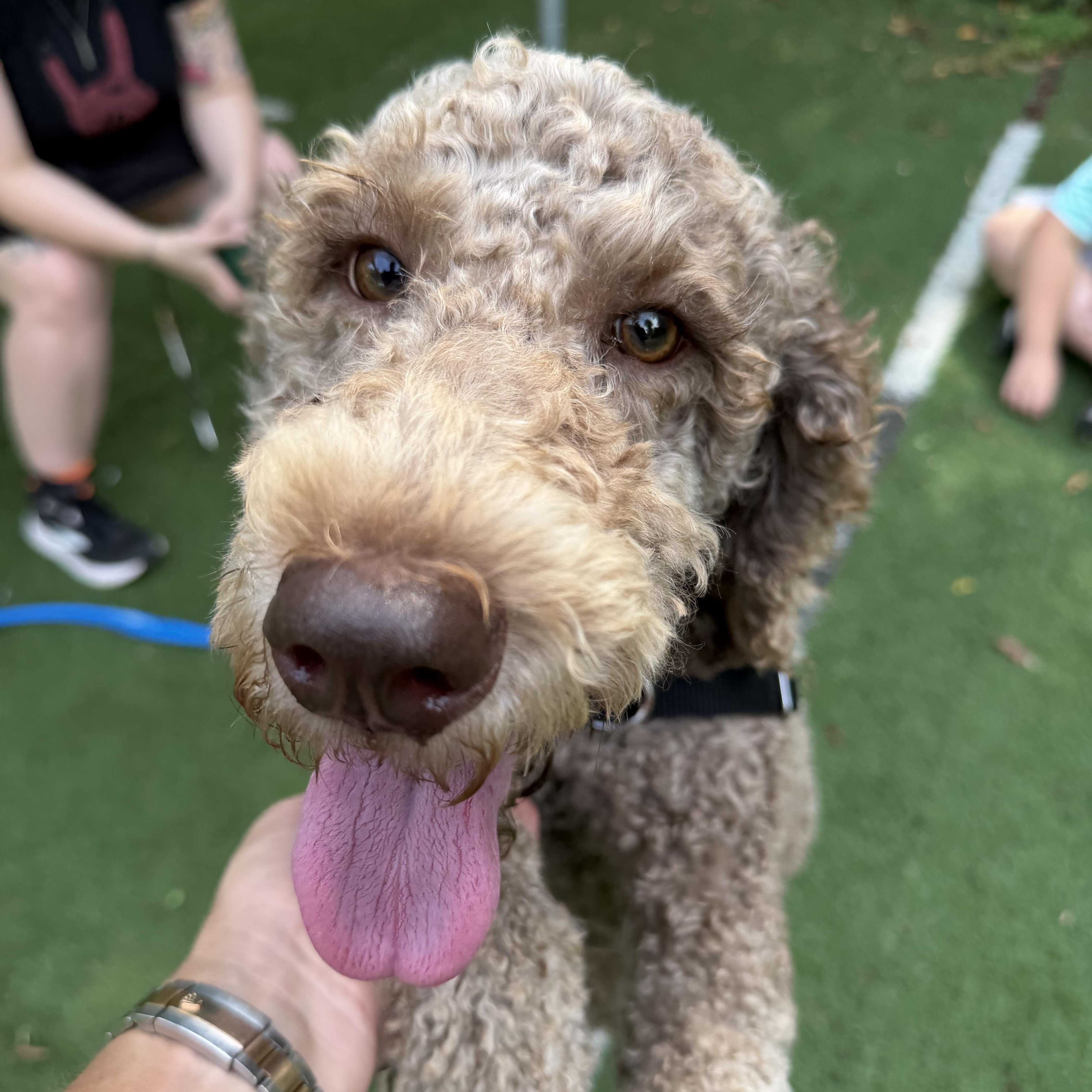 Mocha, Adoptable, Young Female Labradoodle.