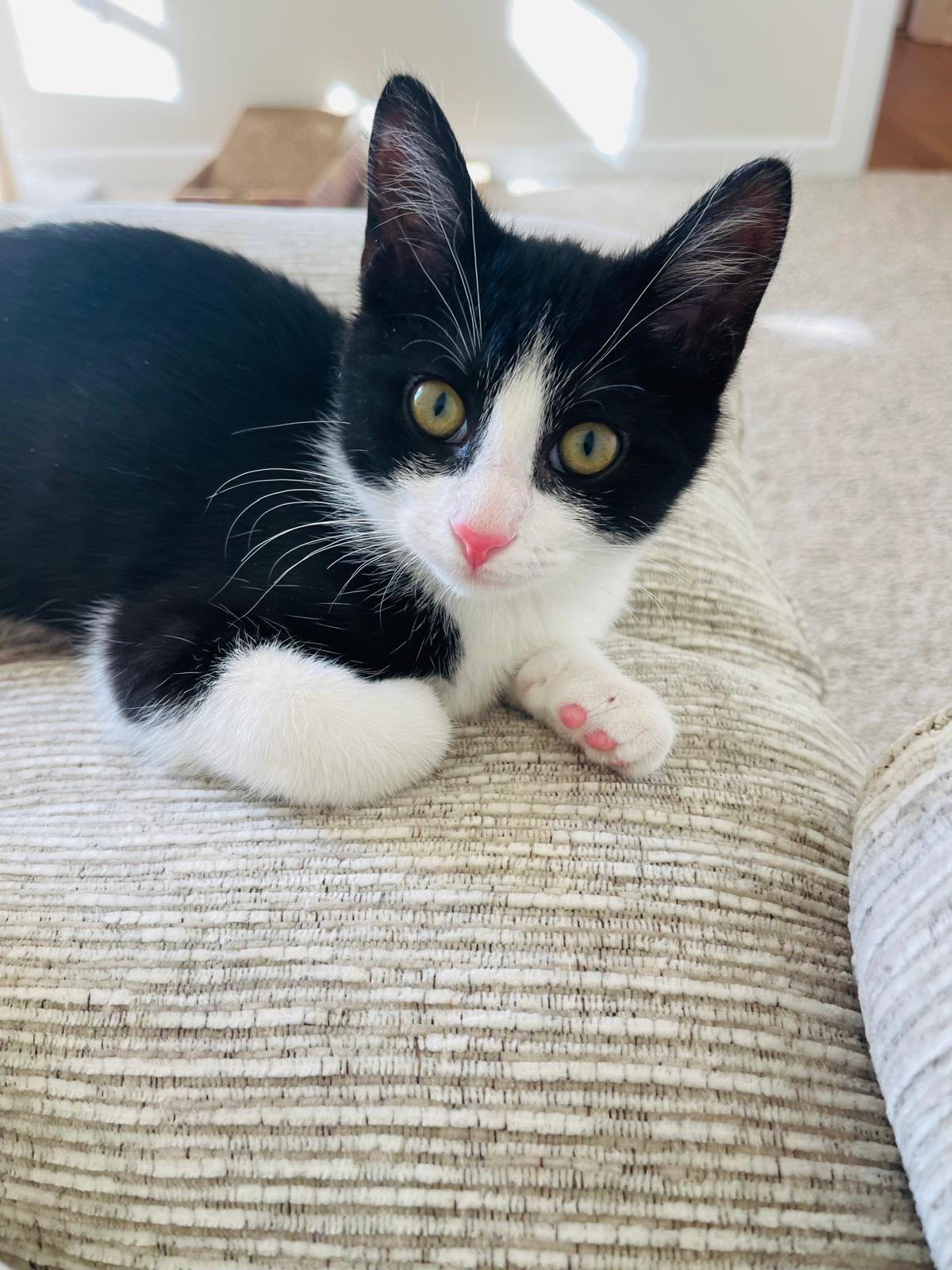 Heidi, Adopted, Young Female Domestic Short Hair.