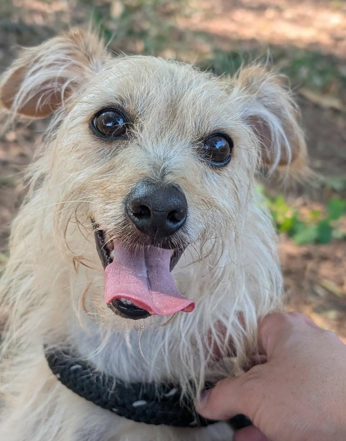 Enlarge Milo Miller, a Adoptable mixed breed in Alpharetta, GA image 1/3