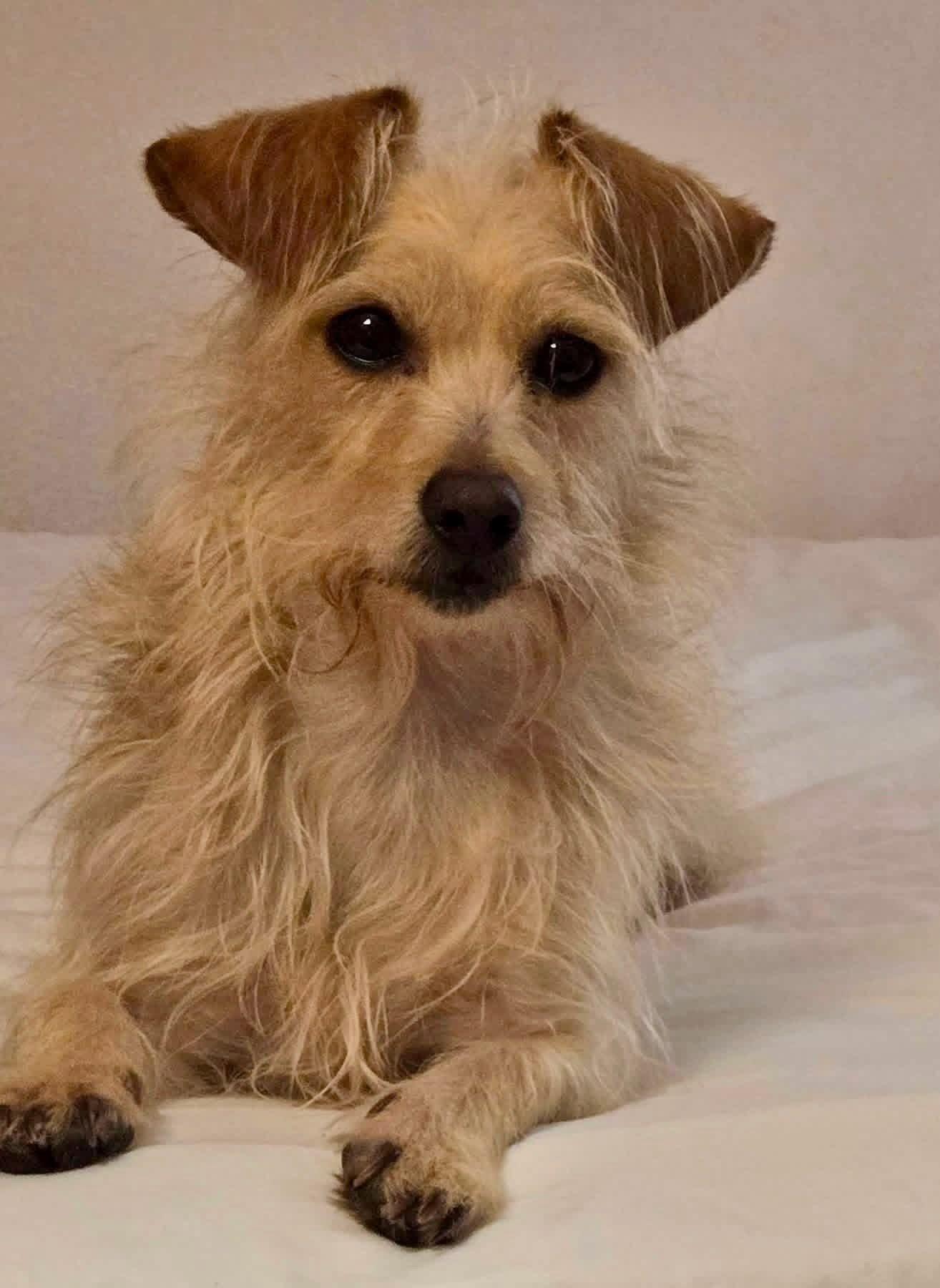 Milo Miller, a Adoptable mixed breed in Alpharetta, GA image 2/3