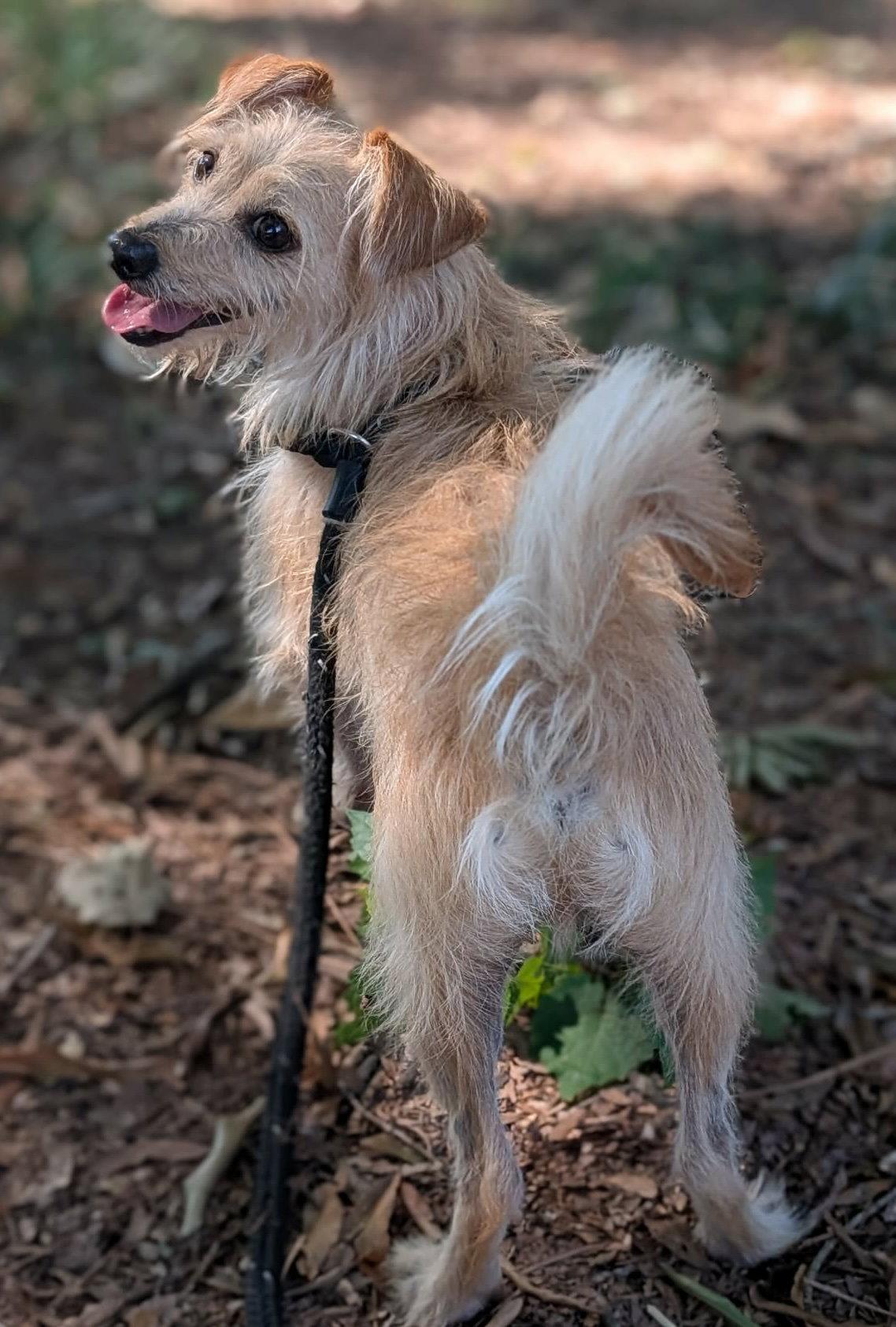 Enlarge Milo Miller, a Adoptable mixed breed in Alpharetta, GA image 3/3