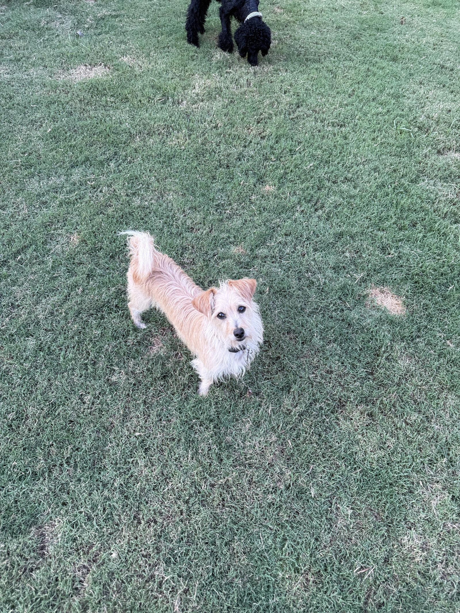 Milo Miller, a Adoptable mixed breed in Alpharetta, GA image 3/3