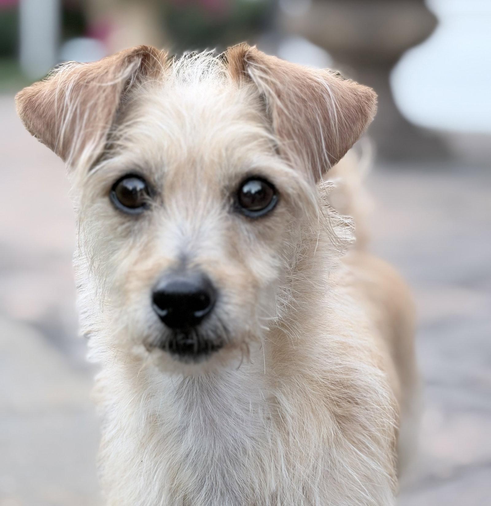 Milo Miller, Adoptable, Adult Male Dachshund & Chihuahua.