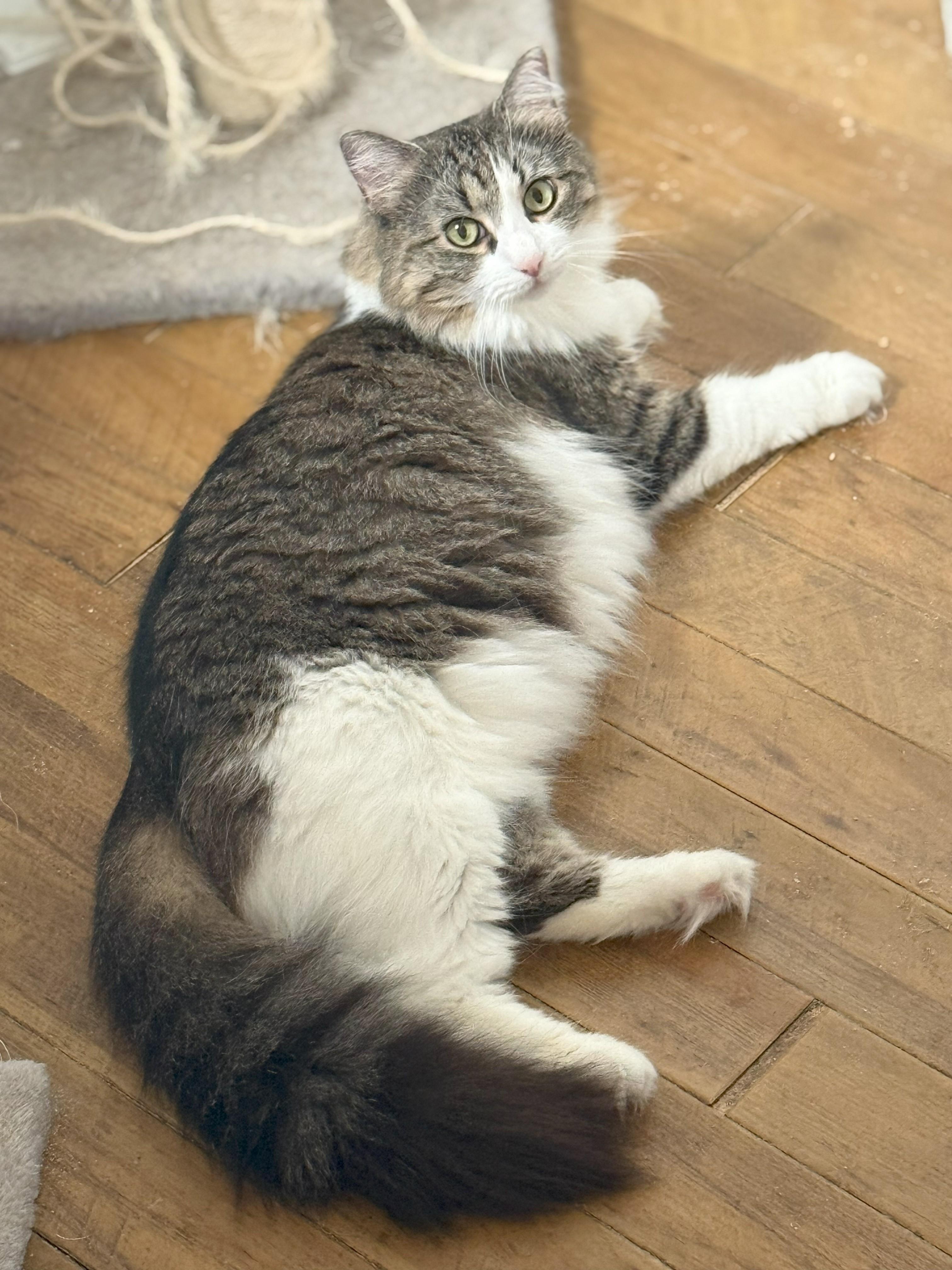 Enlarge Ariel, a Adoptable Domestic Long Hair in Crompond, NY image 3/3