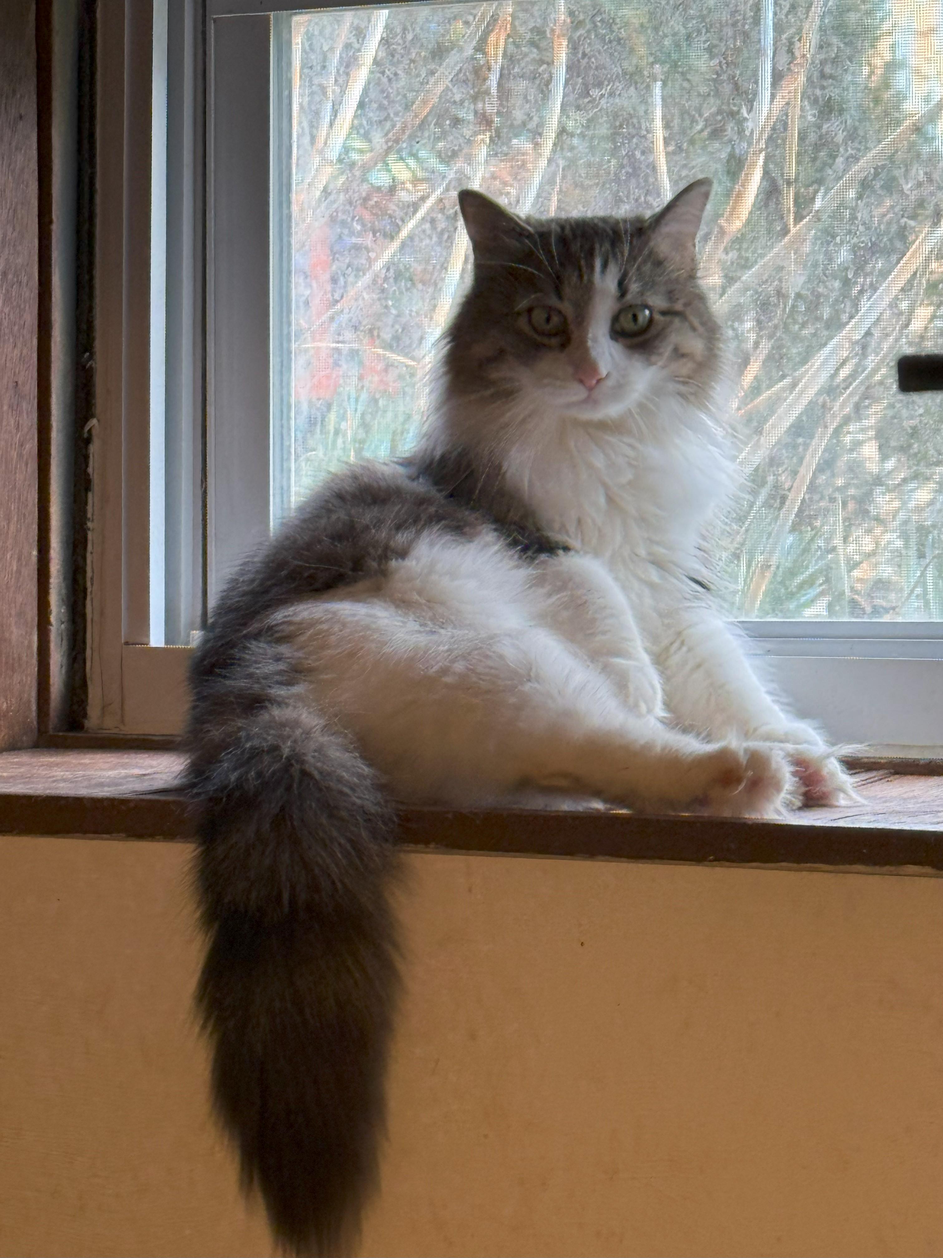 Ariel, Adoptable, Adult Female Domestic Long Hair.