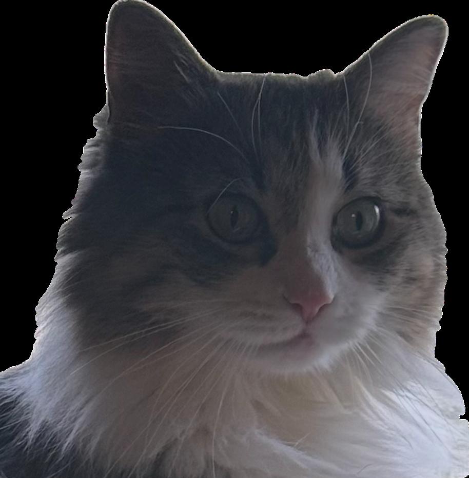 Enlarge Ariel, a Adoptable Domestic Long Hair in Crompond, NY image 2/3