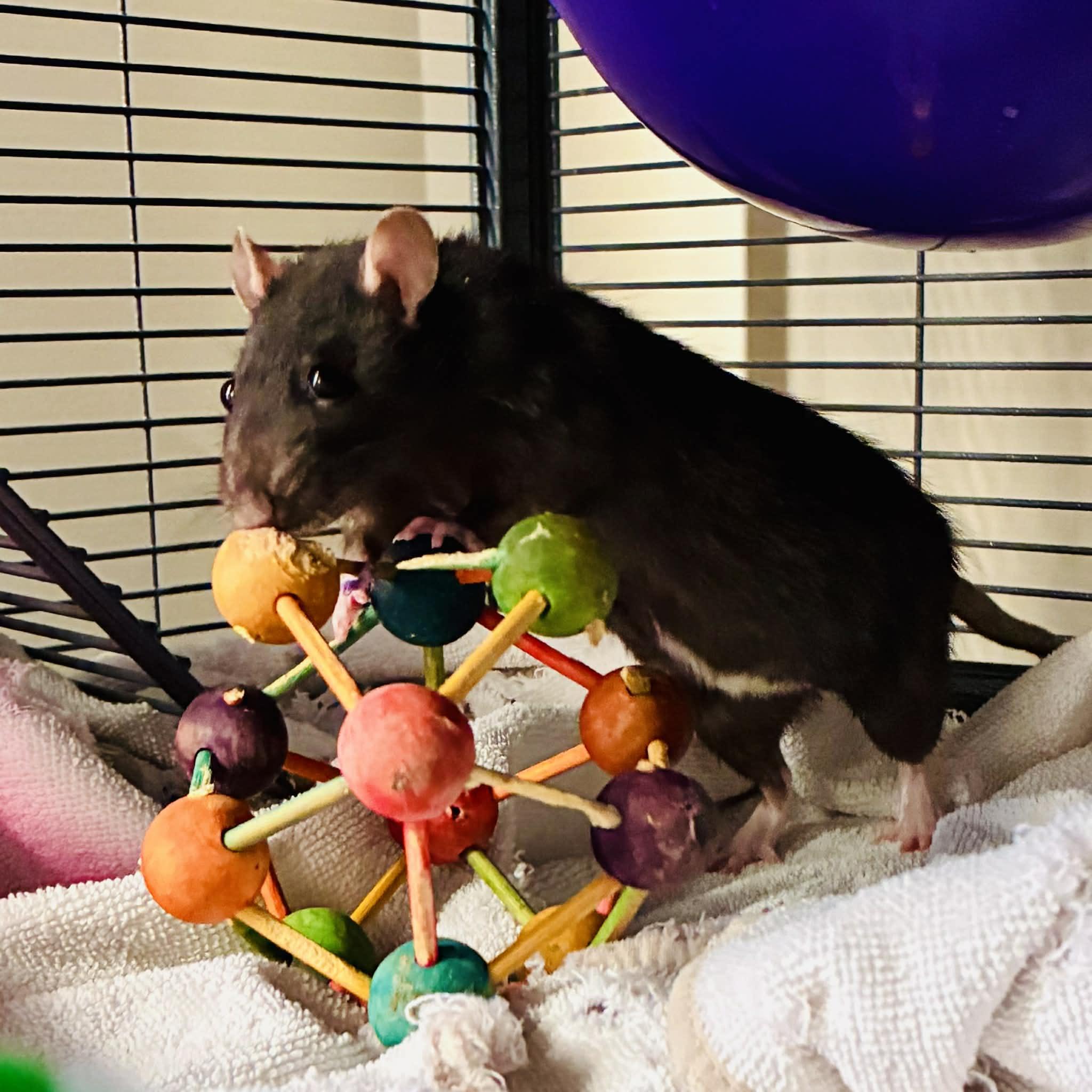 Enlarge Dusty & Templeton, an adopted Rat in Norcross, GA image 5/5
