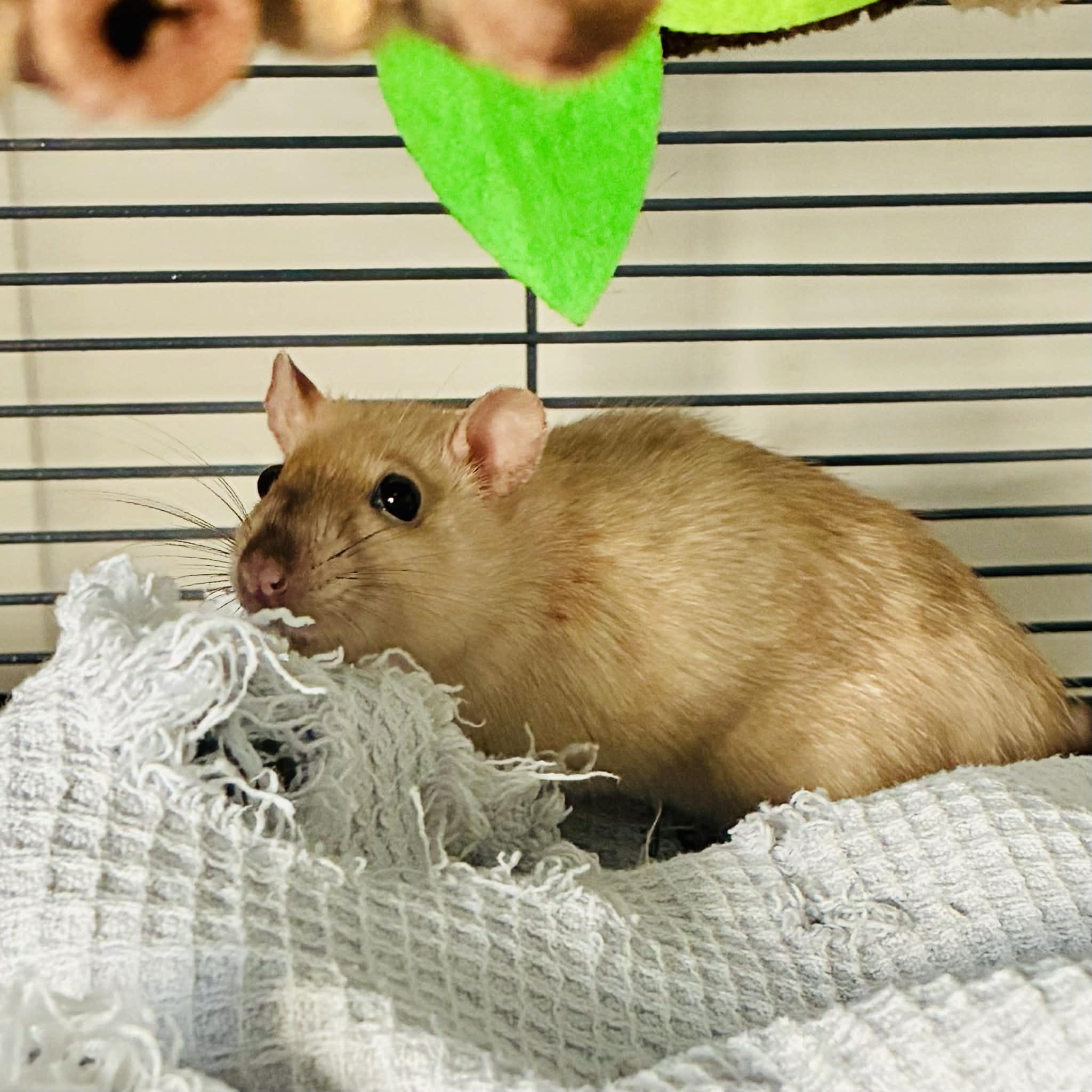 Enlarge Dusty & Templeton, an adopted Rat in Norcross, GA image 4/5