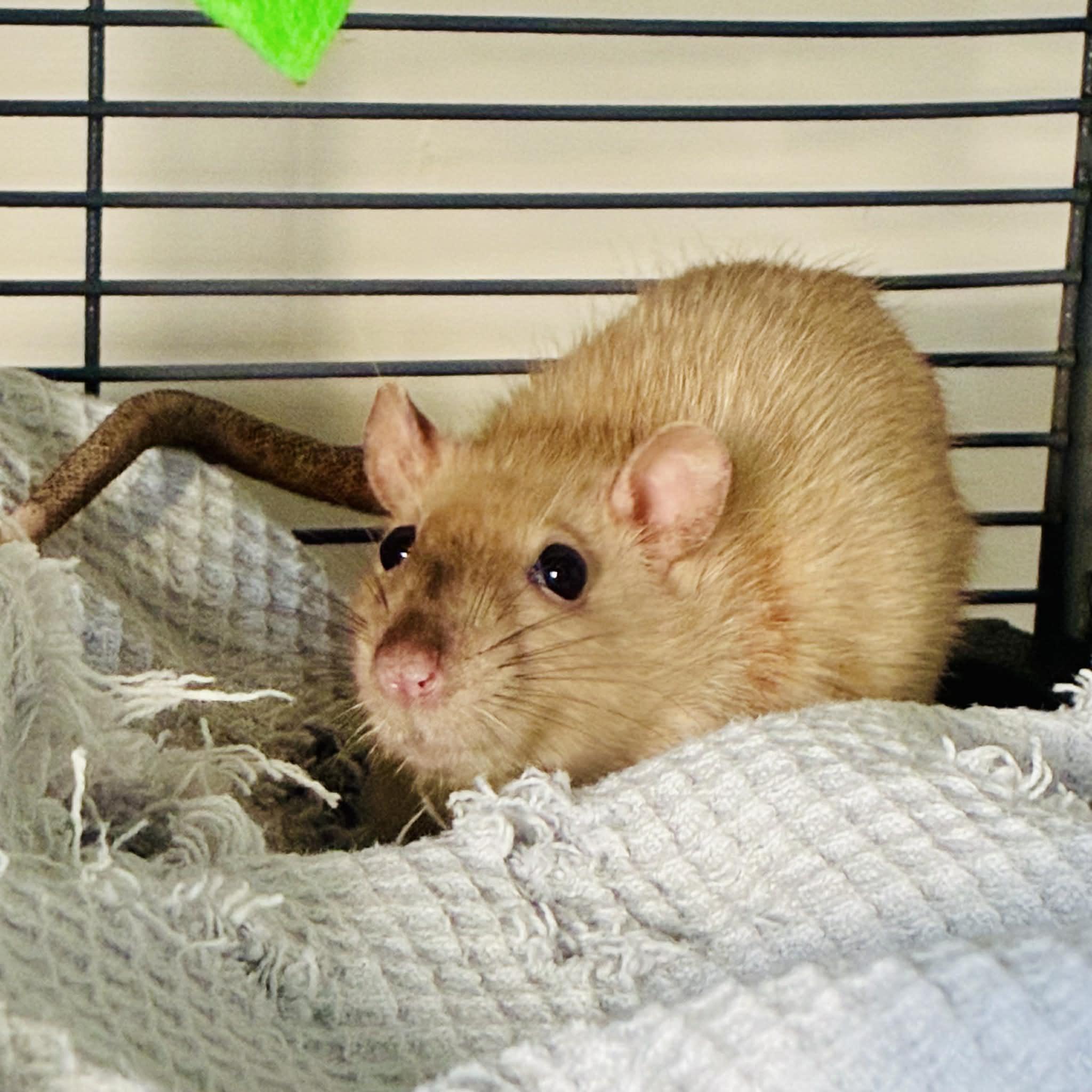 Enlarge Dusty & Templeton, an adopted Rat in Norcross, GA image 1/5