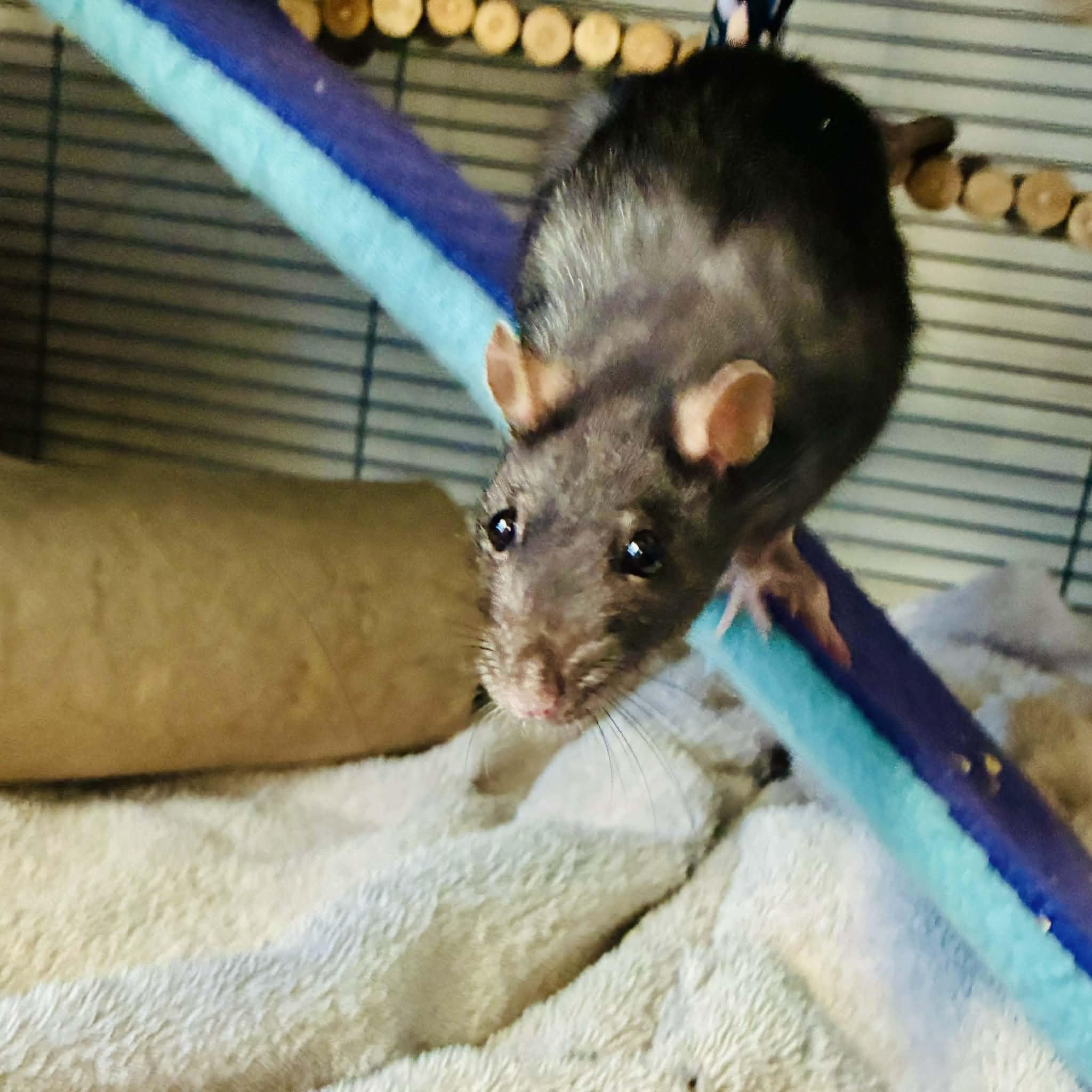 Enlarge Dusty & Templeton, an adopted Rat in Norcross, GA image 2/5
