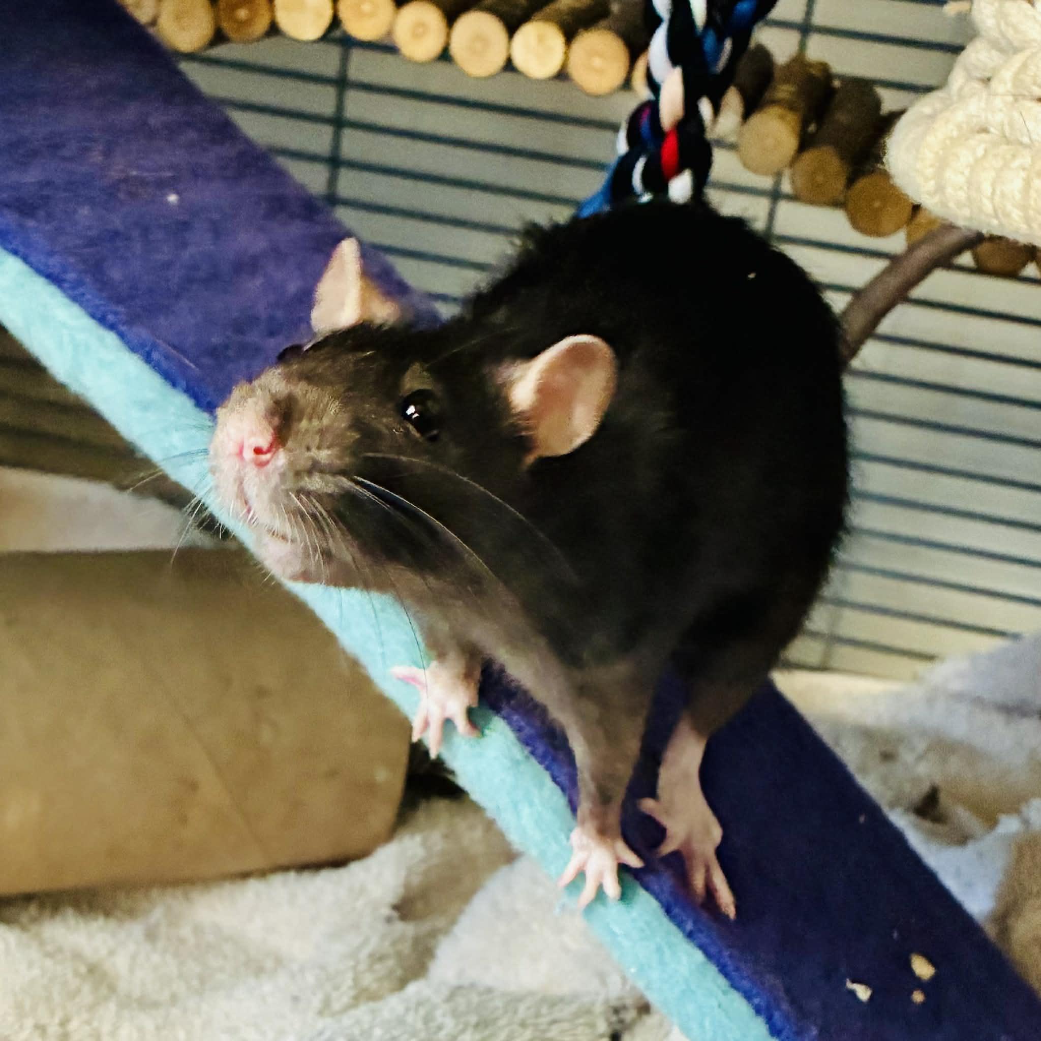 Enlarge Dusty & Templeton, an adopted Rat in Norcross, GA image 3/5