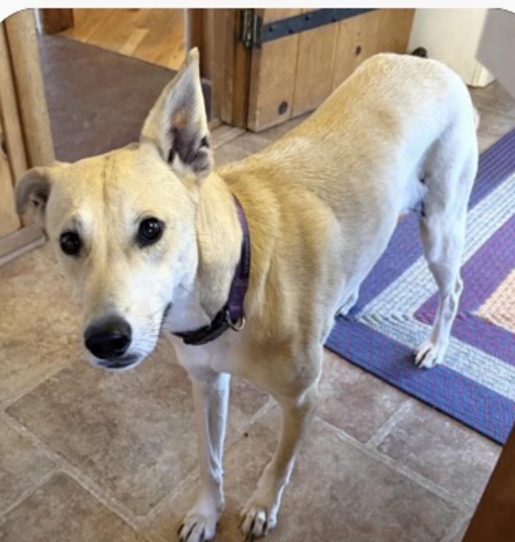 Enlarge Dixie, a ADOPTABLE mixed breed in Colorado Springs , CO image 6/6