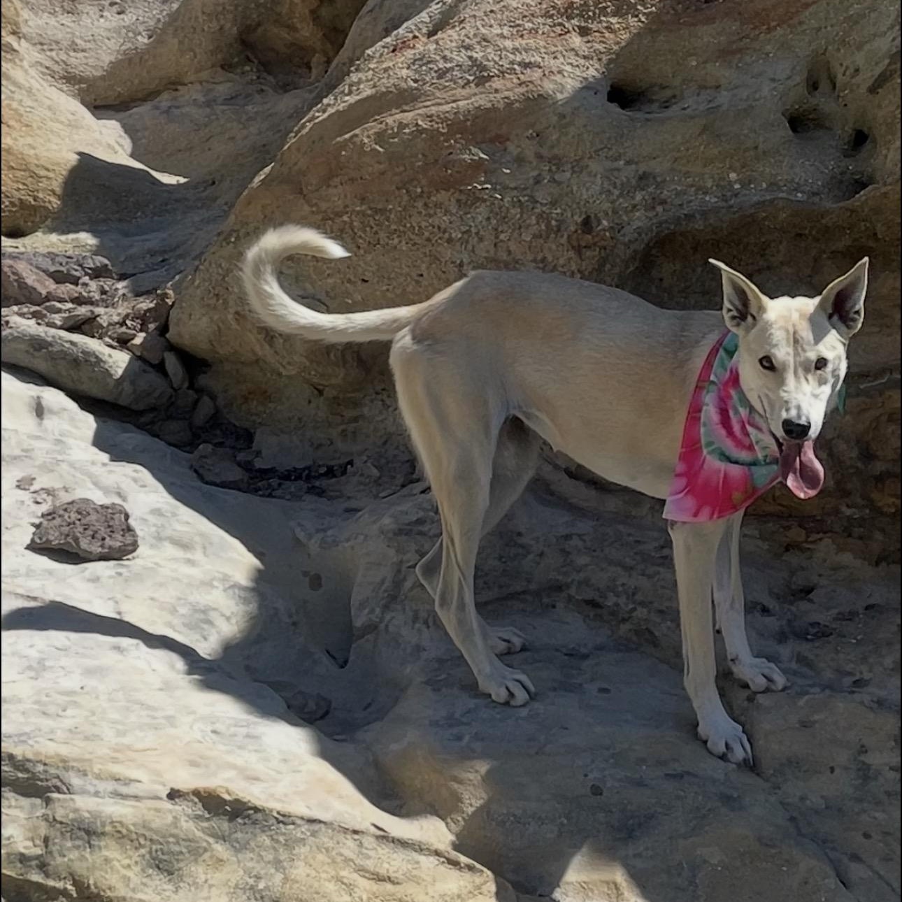 Enlarge Dixie, a ADOPTABLE mixed breed in Colorado Springs , CO image 5/6