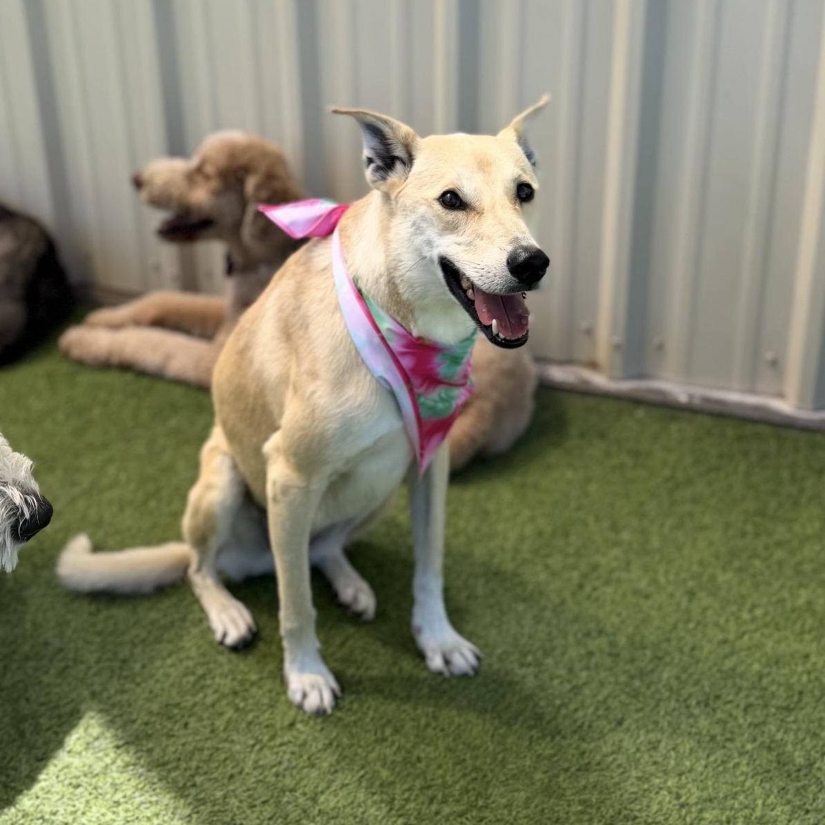 Enlarge Dixie, a ADOPTABLE mixed breed in Colorado Springs , CO image 4/6