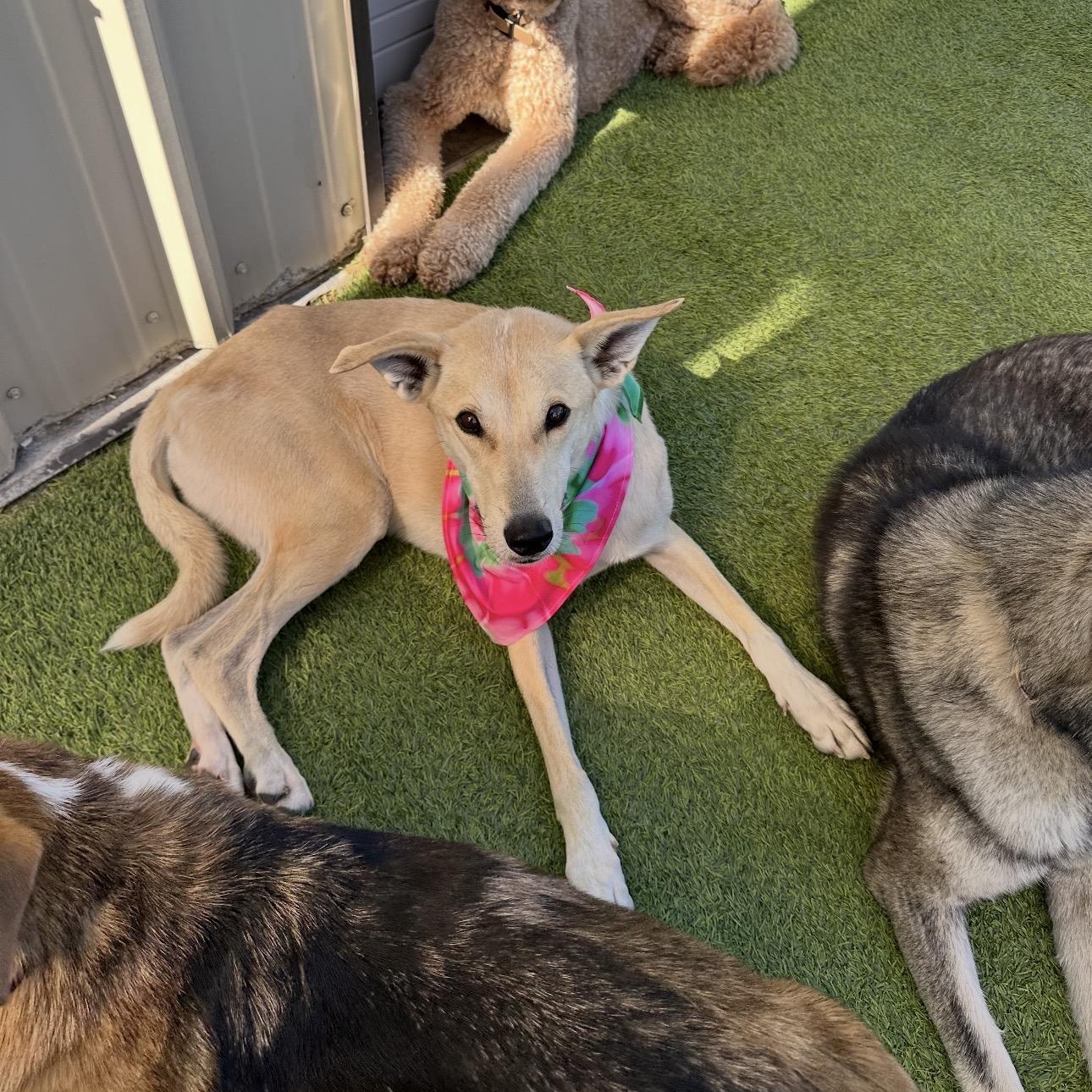Enlarge Dixie, a ADOPTABLE mixed breed in Colorado Springs , CO image 2/6