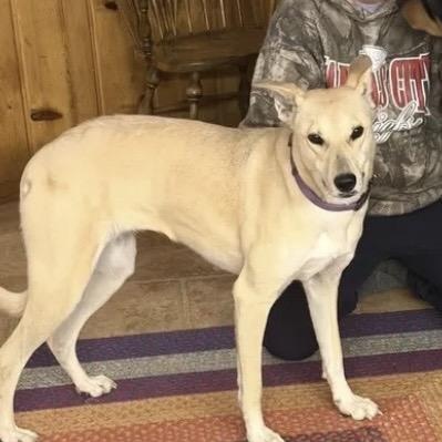 Enlarge Dixie, a ADOPTABLE mixed breed in Colorado Springs , CO image 3/6