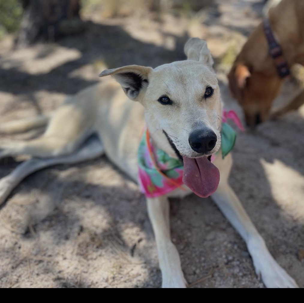 Dixie, ADOPTABLE, Young Female Australian Shepherd & Greyhound.