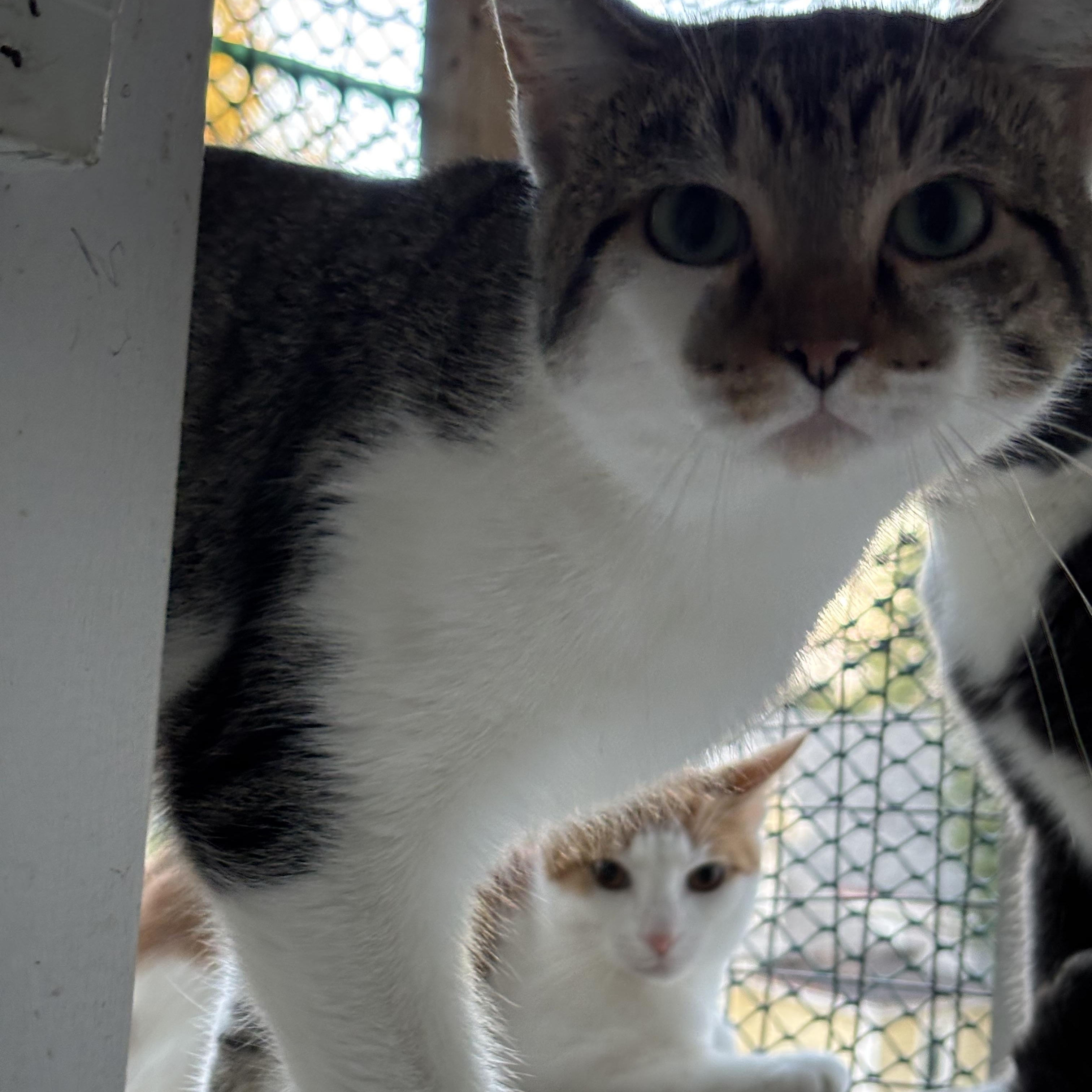 STYX, a Adoptable Domestic Short Hair in Pittsburgh, PA image 3/5