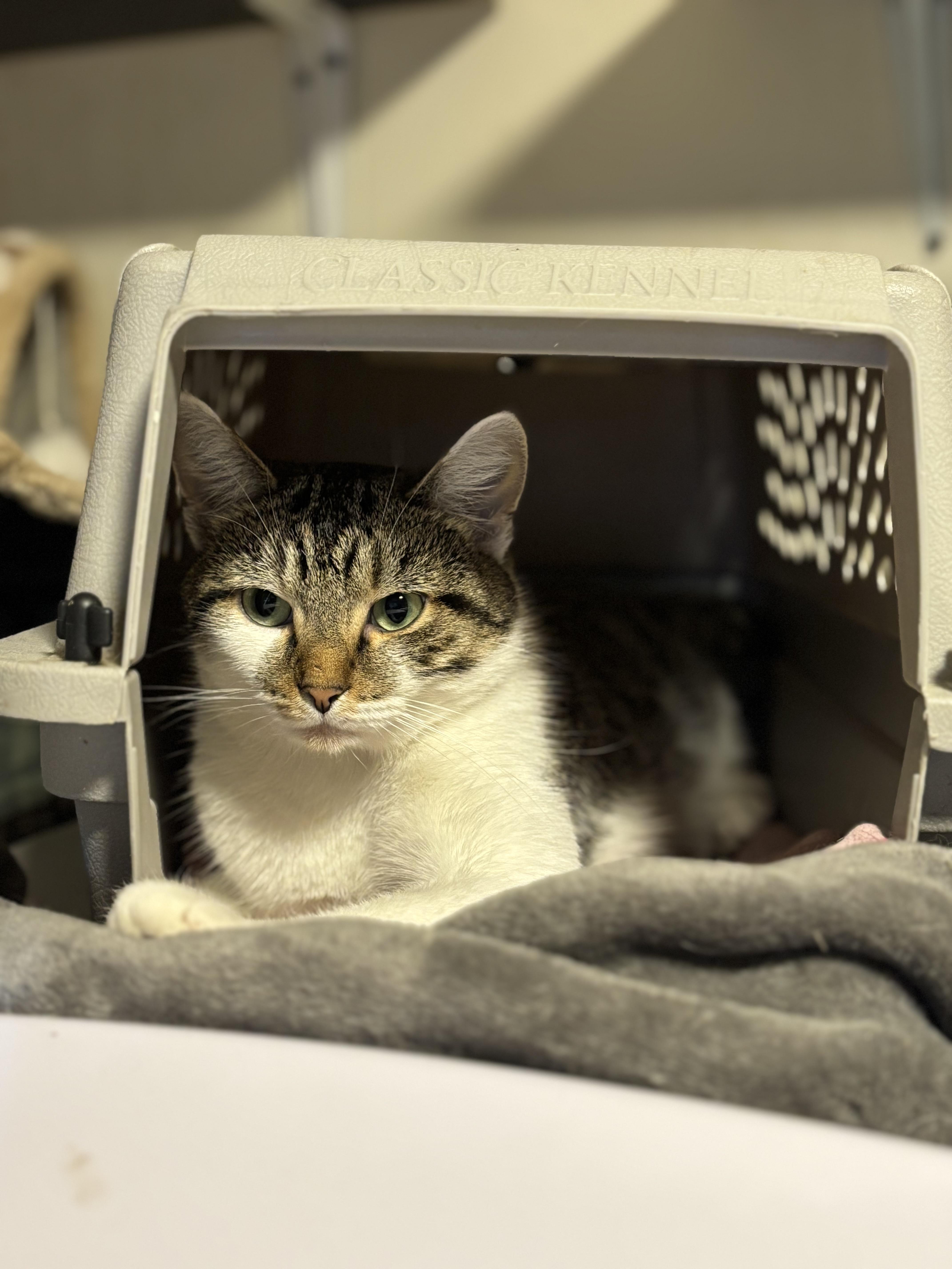 STYX, a Adoptable Domestic Short Hair in Pittsburgh, PA image 1/5