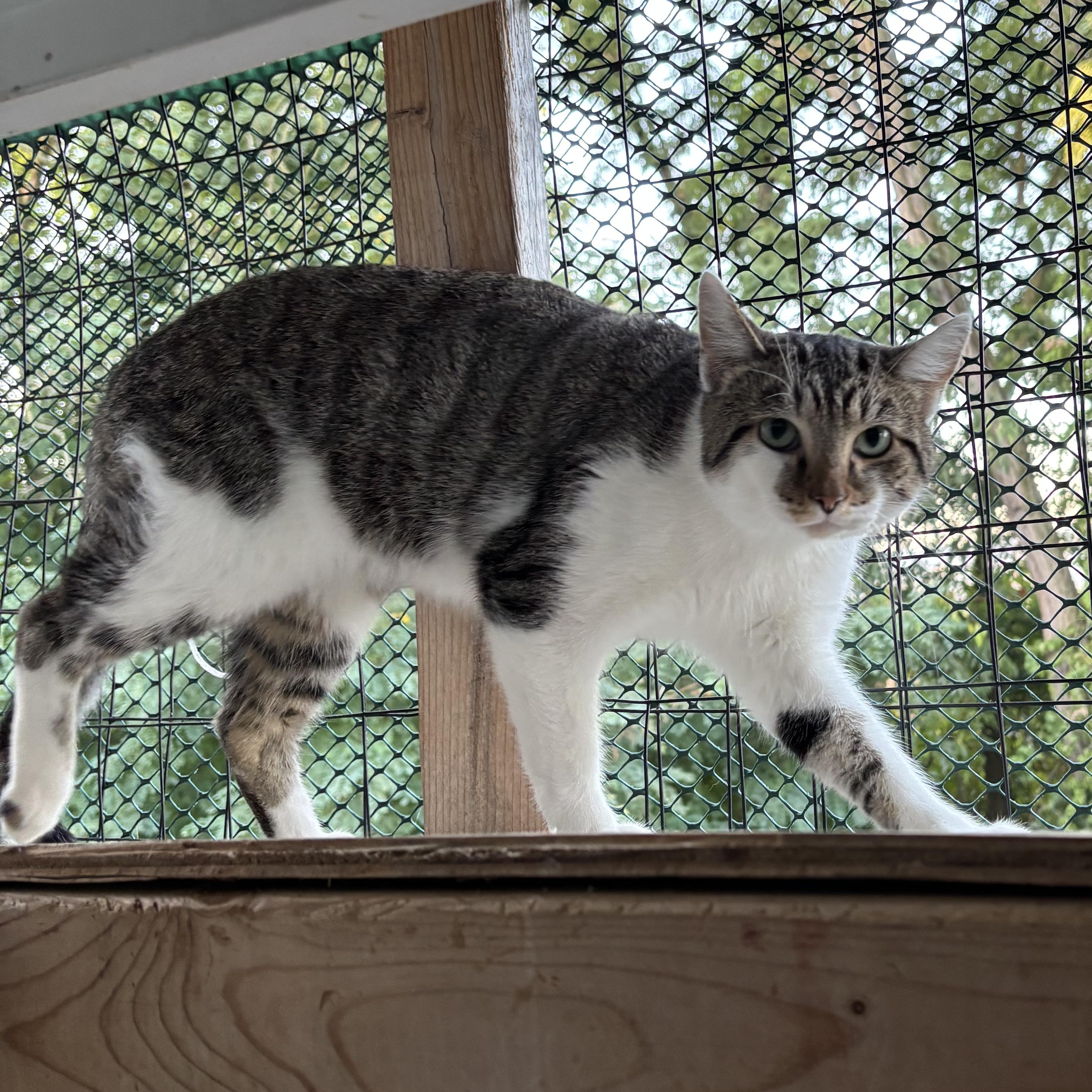 STYX, a Adoptable Domestic Short Hair in Pittsburgh, PA image 5/5