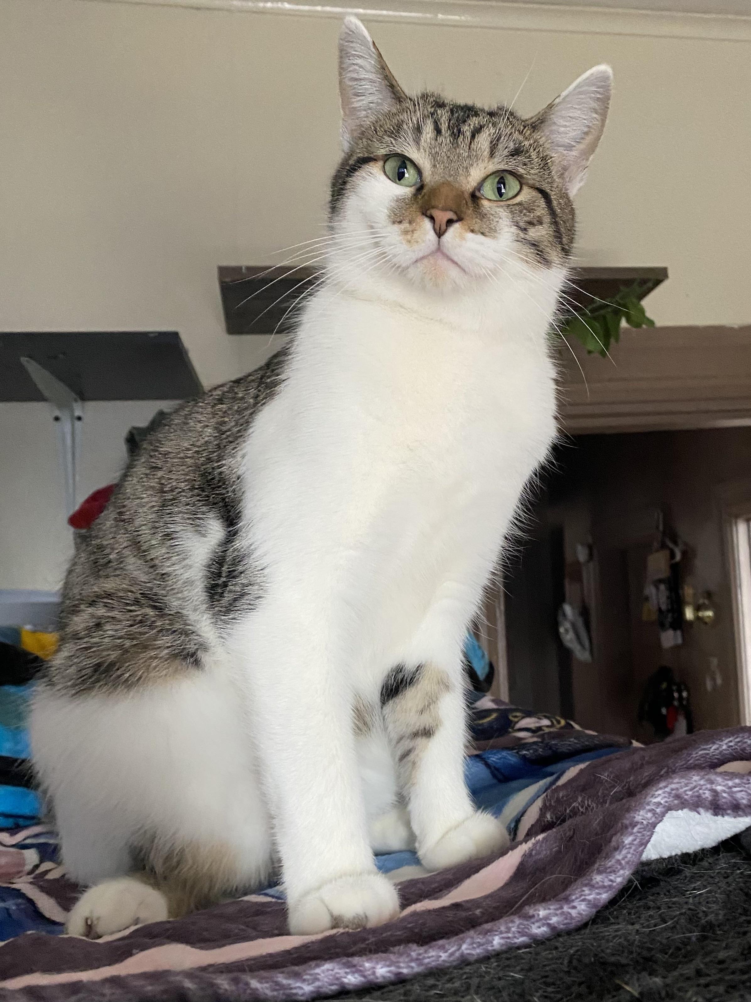 STYX, a Adoptable Domestic Short Hair in Pittsburgh, PA image 2/5