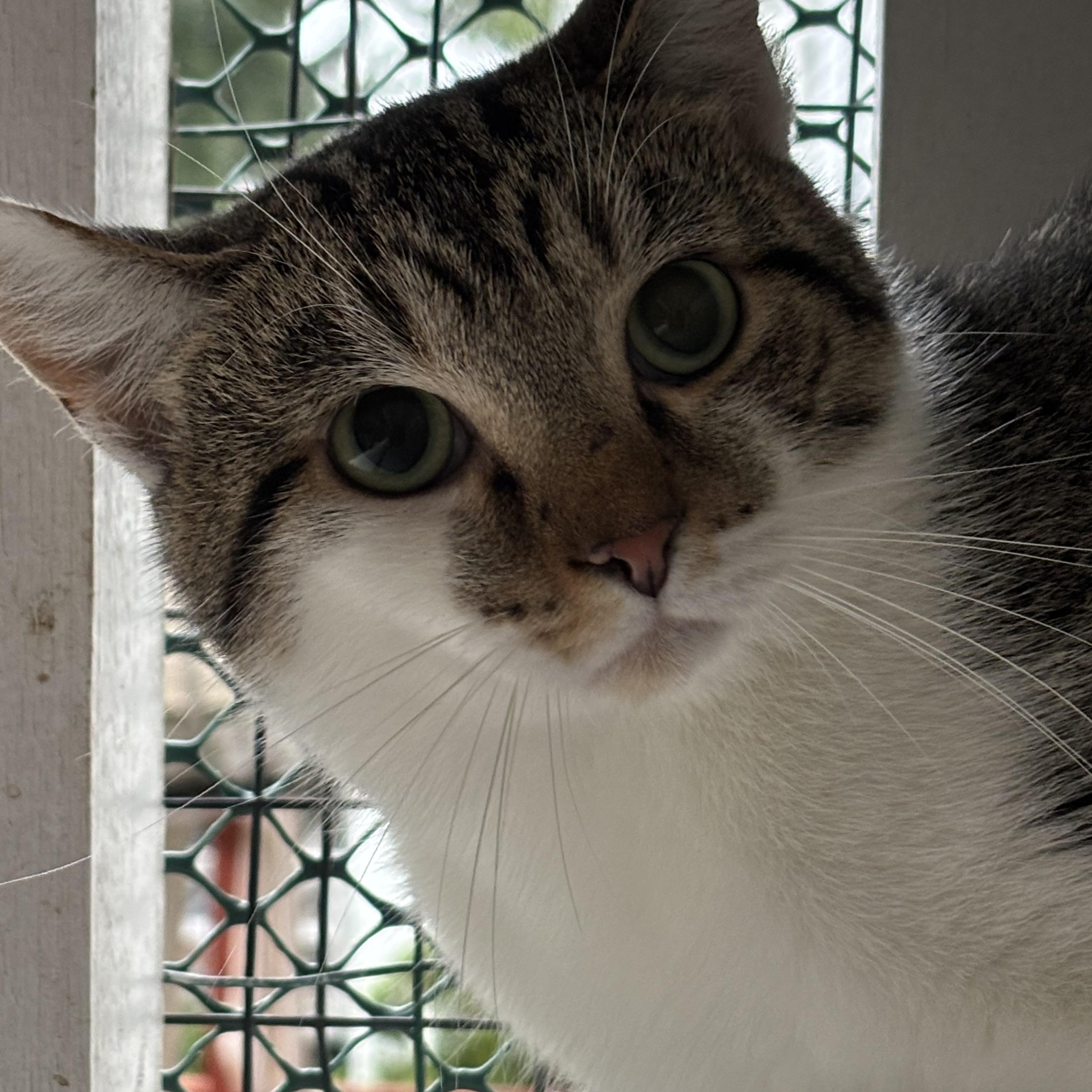 STYX, a Adoptable Domestic Short Hair in Pittsburgh, PA image 4/5