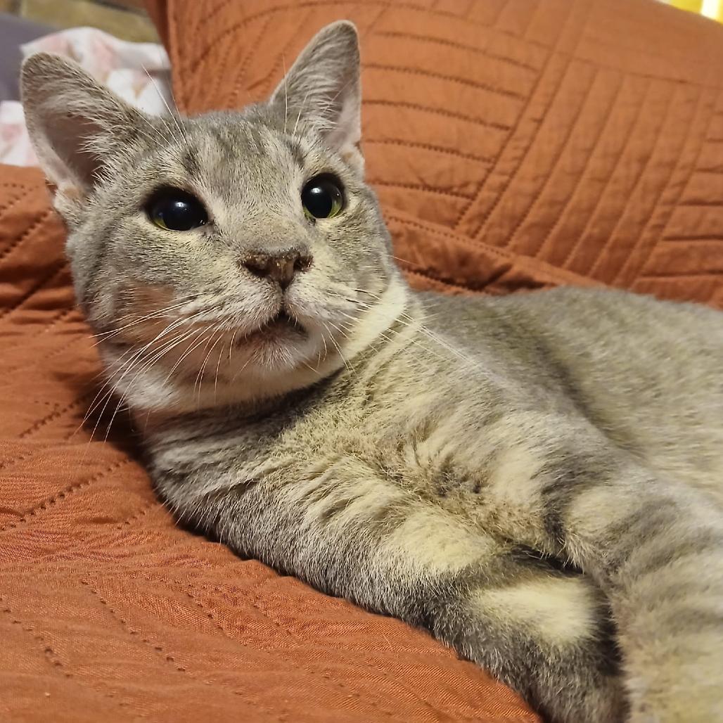 Enlarge Fizzarolli, a Adoptable Domestic Short Hair in Winchester, VA image 1/2
