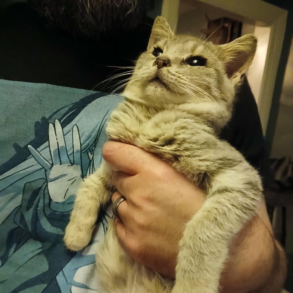 Fizzarolli, Adoptable, Young Male Domestic Short Hair.