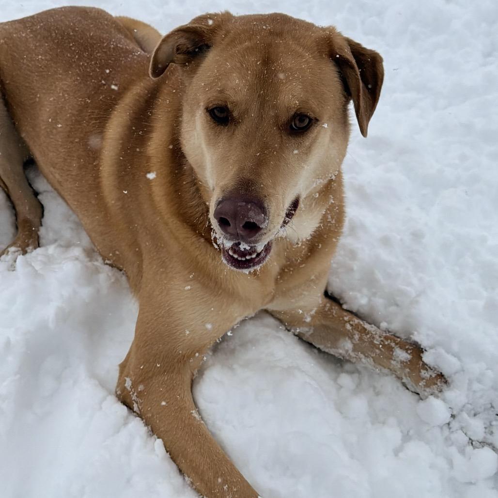 Jordy/Joey, a Adoptable Mixed Breed in Wappingers Falls, NY image 1/6